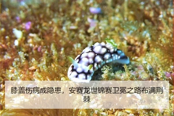 xi-gai-shang-bing-cheng-yin-huan-an-sai-long-shi-jin-sai-wei-mian-zhi-lu-bu-man-jing-ji-2-255.jpg